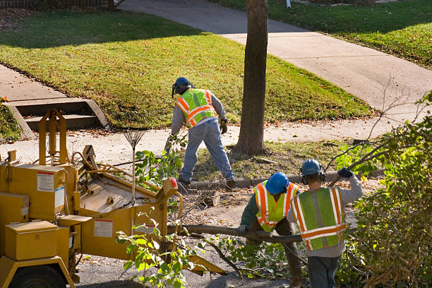 Trusted Grandview, TX Tree Removal and Landscaping Services Experts